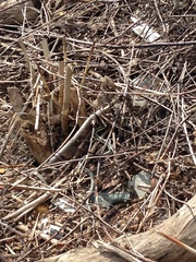 Thamnophis sirtalis