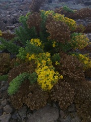 Deinandra frutescens