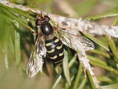 Lapposyrphus