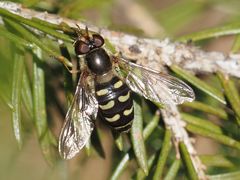 Lapposyrphus