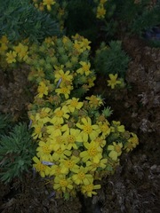 Deinandra frutescens