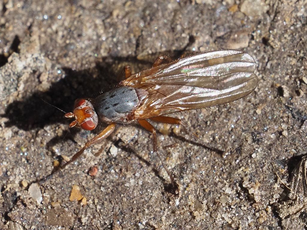 Scoliocentra villosa