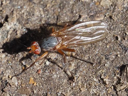 Scoliocentra villosa