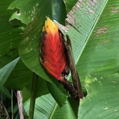 Heliconia episcopalis