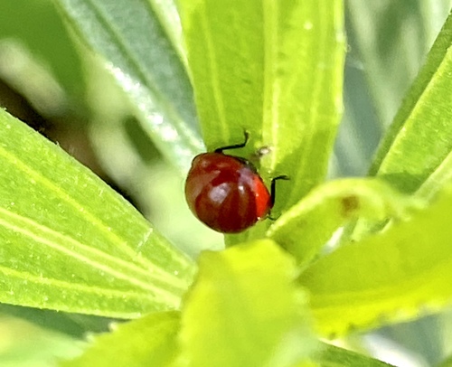 iNaturalist observation photo of Spotless Lady Beetles