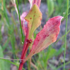 Rumex bucephalophorus