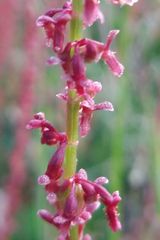 Rumex bucephalophorus
