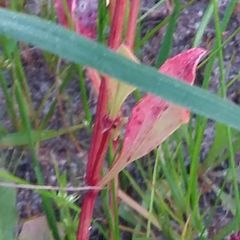 Rumex bucephalophorus