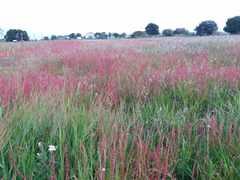 Rumex bucephalophorus