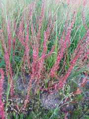 Rumex bucephalophorus
