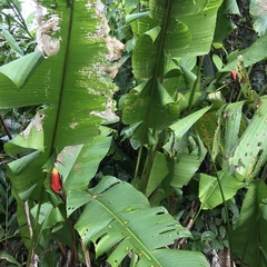 Heliconia episcopalis