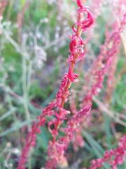 Rumex bucephalophorus