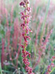 Rumex bucephalophorus