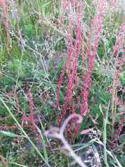 Rumex bucephalophorus