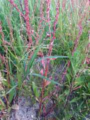 Rumex bucephalophorus