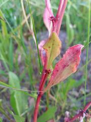 Rumex bucephalophorus