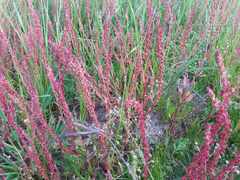 Rumex bucephalophorus
