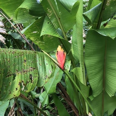 Heliconia episcopalis