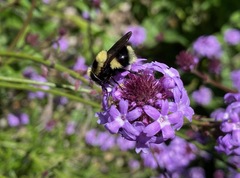 Volucella bombylans