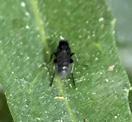iNaturalist observation photo of Humpbacked Flies