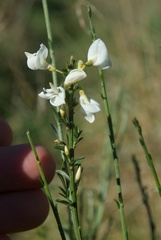 Cytisus multiflorus