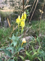 Linaria dalmatica dalmatica