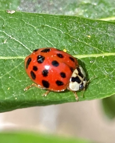 iNaturalist observation photo of Asian Lady Beetle
