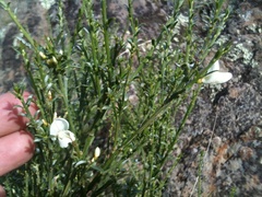 Cytisus multiflorus