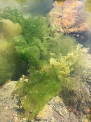 Ulva intestinalis