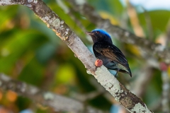 Lepidothrix coronata