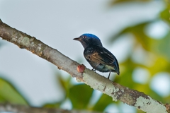 Lepidothrix coronata