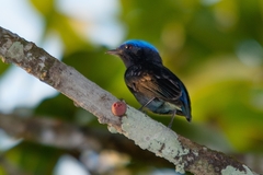 Lepidothrix coronata