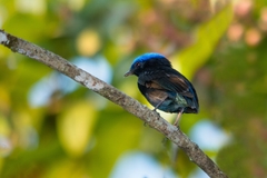 Lepidothrix coronata