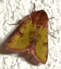 Heliothis incarnata
