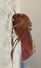 Heliothis incarnata
