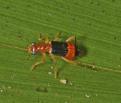 Lemidia