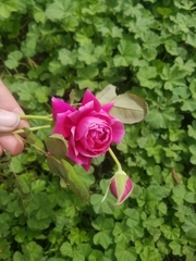 Rosa