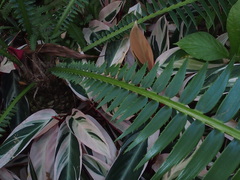 Dioon spinulosum