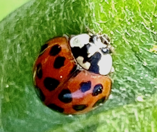 iNaturalist observation photo of Asian Lady Beetle