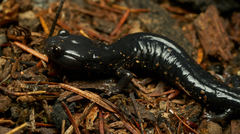 Aneides flavipunctatus