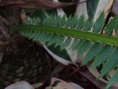 Dioon spinulosum