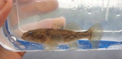 Gobiomorphus cotidianus