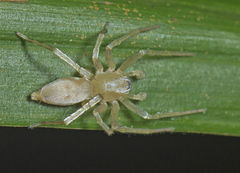 Clubiona modesta