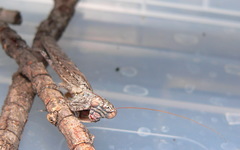 Tarachodes sanctus