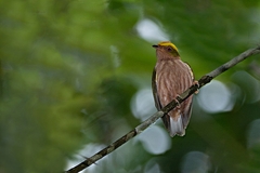 Machaeropterus pyrocephalus