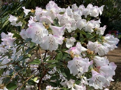 Rhododendron × hybridum