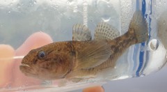 Gobiomorphus cotidianus