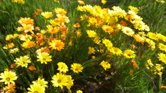 Gazania