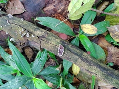 Auricularia nigricans