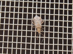 Aufeius impressicollis